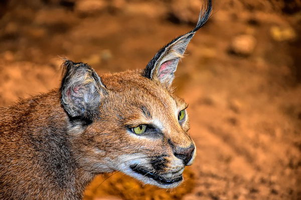 Caracal