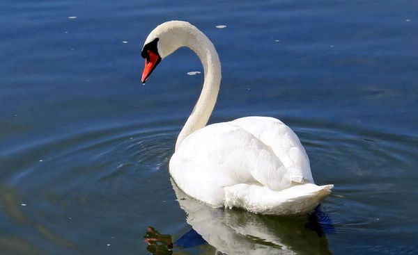 Cisne