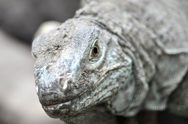 Dragón de Komodo