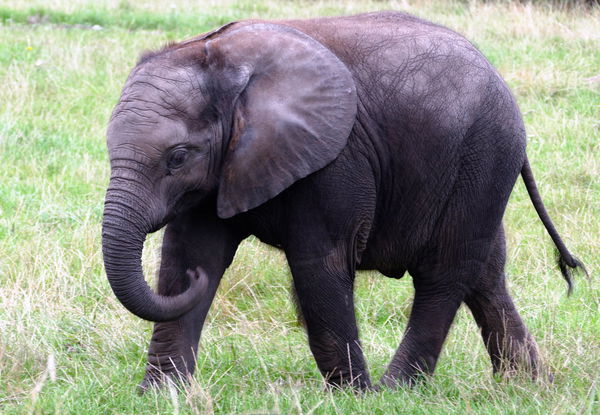 Elefante