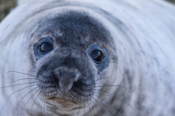 Foca