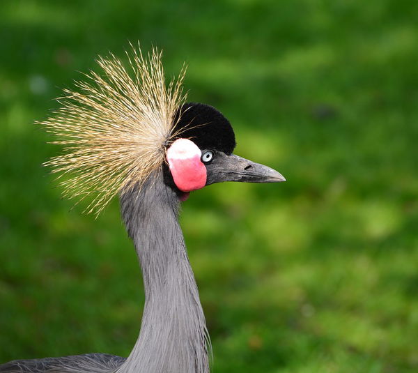 Grulla