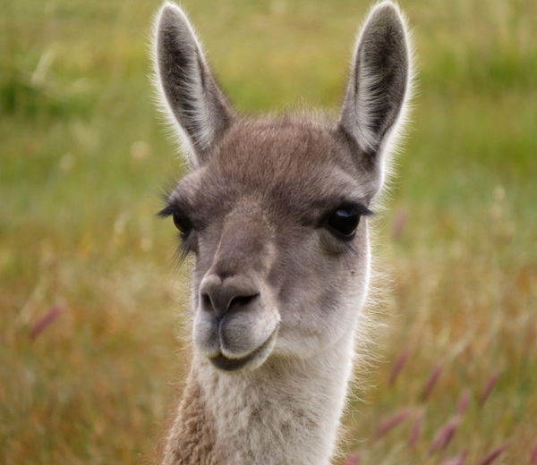 Guanaco