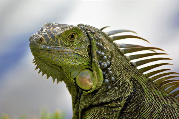 Iguana