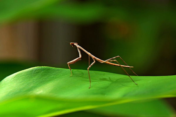 stick insect