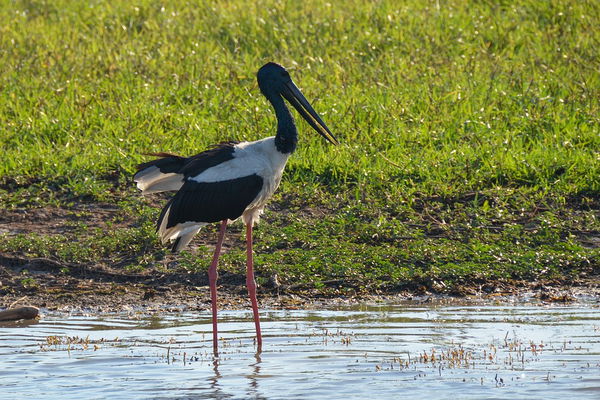 Jabiru