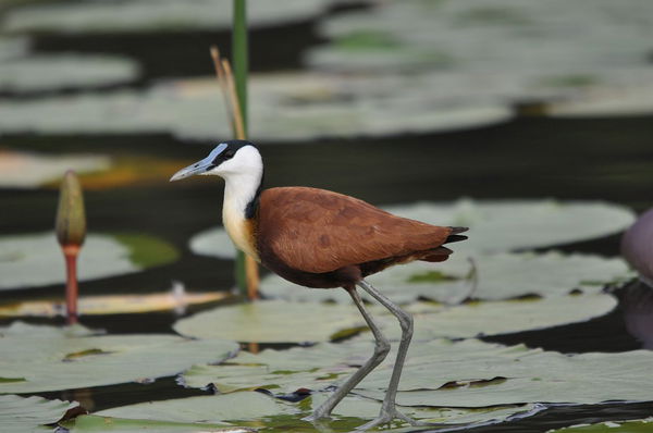 Jacana