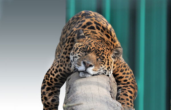 Jaguar