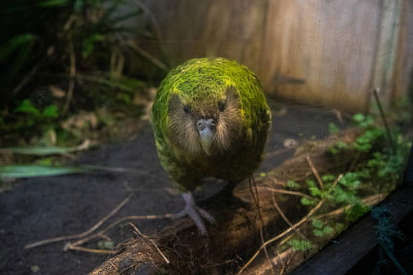 Kakapo