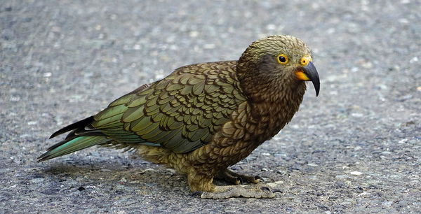 Kea