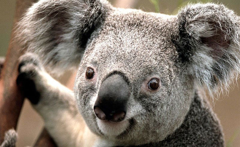 Koala