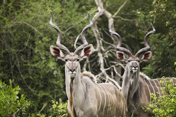 kudu