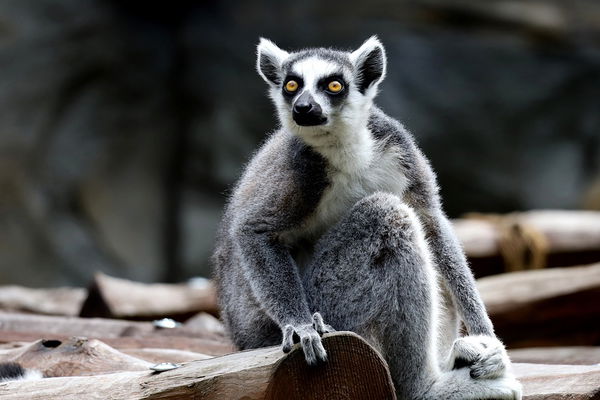 Lemur