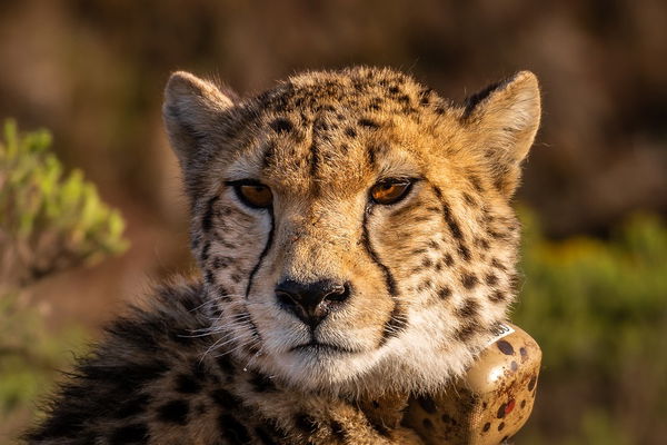 Leopardo