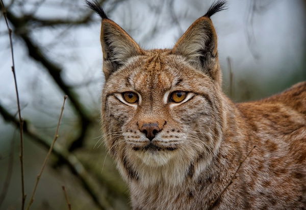 Lince