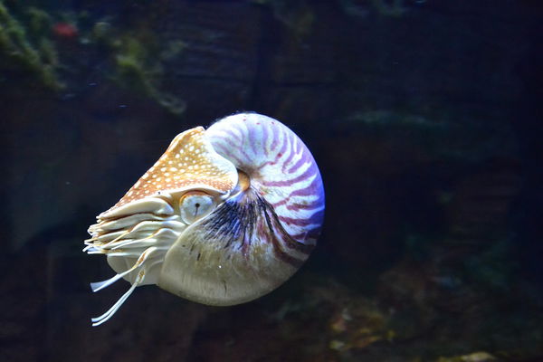 Nautilus