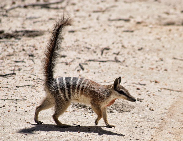 Numbat