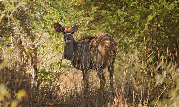 Nyala