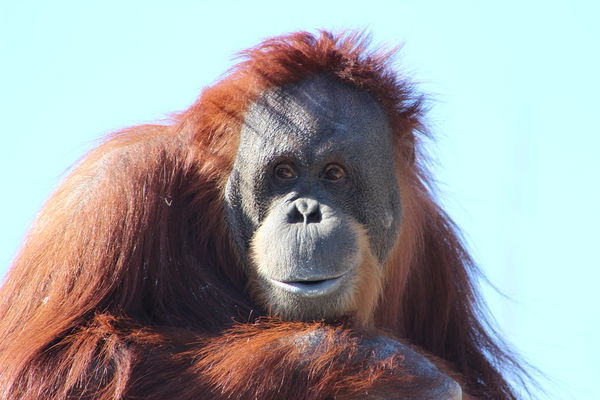 Orangután