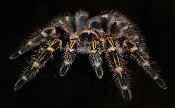 Tarantula