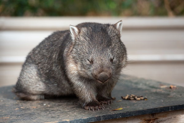 Wombat