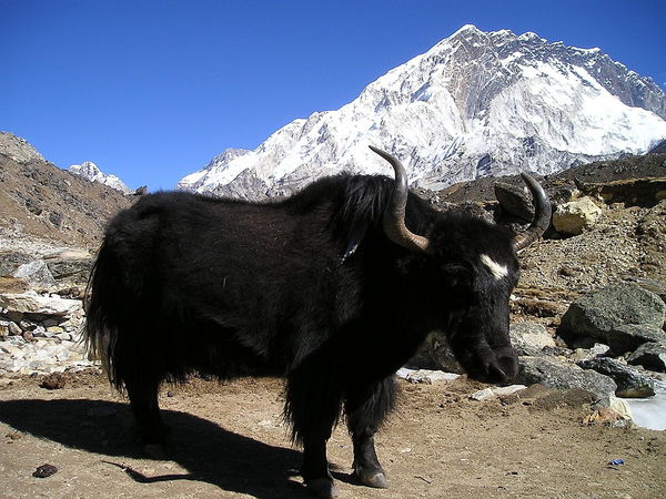 Yak